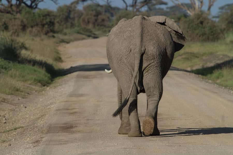 3 Days Nairobi to Amboseli to Tsavo East to Mombasa Safari - Why this Nairobi to Mombasa route works
