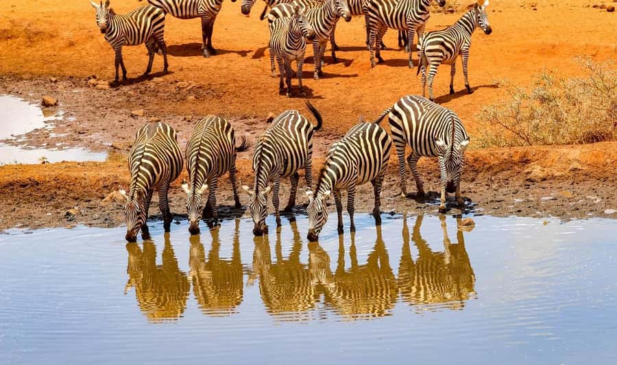 3 Days Nairobi to Amboseli to Tsavo East to Mombasa Safari - Day 2: Amboseli to Tsavo East