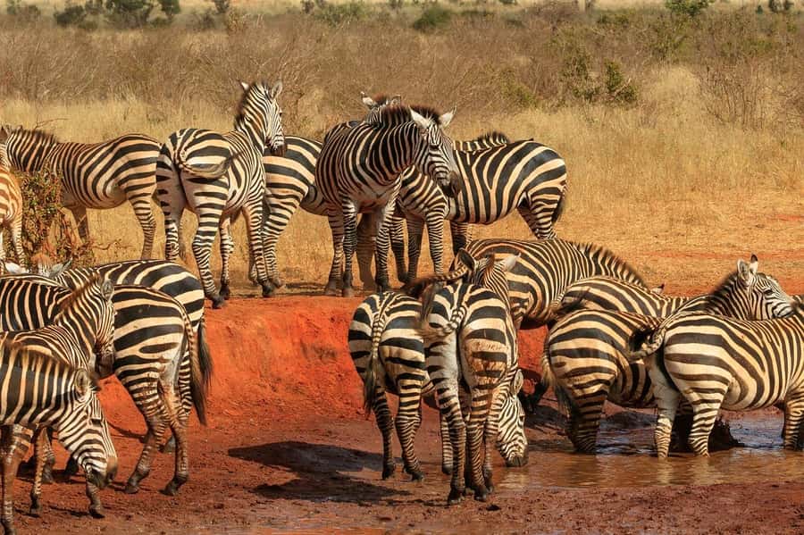 3 Days Nairobi to Amboseli to Tsavo East to Mombasa Safari - Day 3: A final game drive, then Mombasa