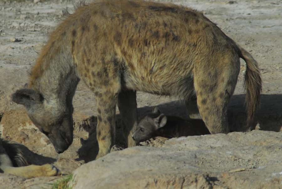 3 Days Nairobi to Amboseli to Tsavo East to Mombasa Safari - Accommodation and meals on a short safari