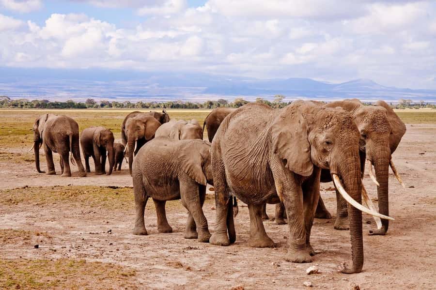 3 Days Nairobi to Amboseli to Tsavo East to Mombasa Safari - The best fit for this safari