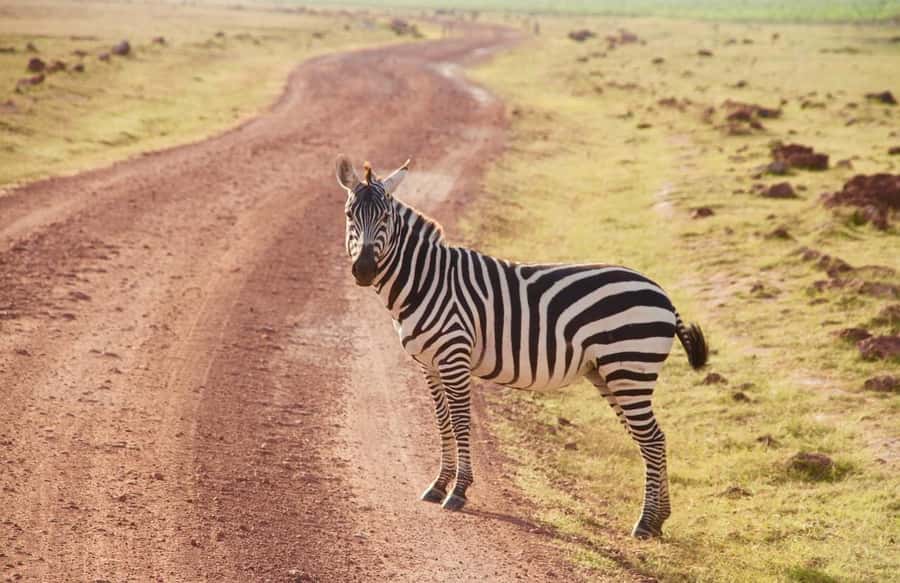 3 Days Nairobi to Amboseli to Tsavo East to Mombasa Safari - Should you book this safari?