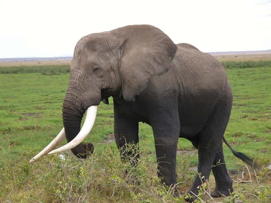 3 Days Nairobi to Amboseli to Tsavo East to Mombasa Safari - Day 1: Nairobi to Amboseli and the Kilimanjaro view