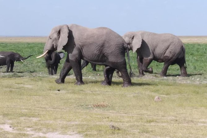 3 Days safari Tsavo East and Amboseli national park. - Two parks, two very different safari moods