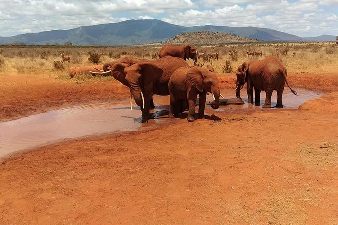 3 Days safari Tsavo East and Amboseli national park. - Tsavo East: red soil, elephants, and useful expectations