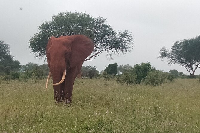 3 Days safari Tsavo East and Amboseli national park. - Day 2: The long transfer from Tsavo East to Amboseli