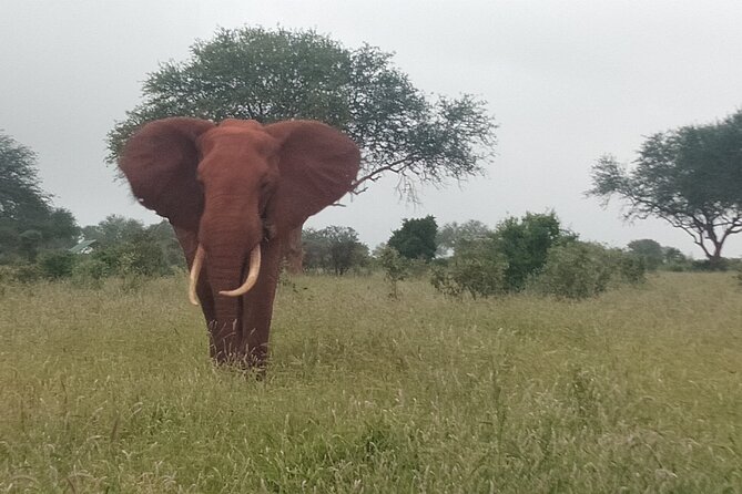 3 Days safari Tsavo East and Amboseli national park. - Amboseli: the Kilimanjaro moment