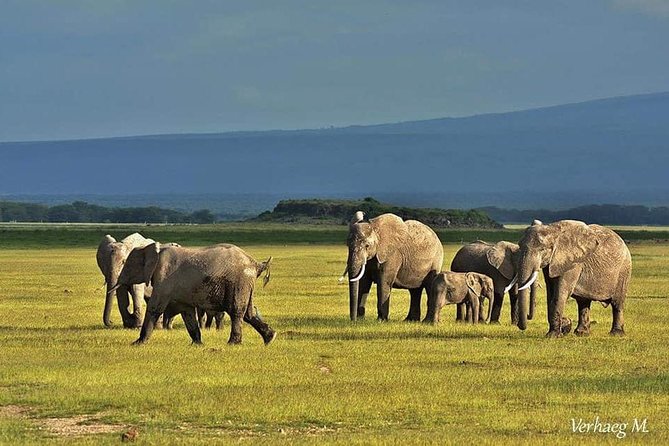 3 Days safari Tsavo East and Amboseli national park. - Day 3: One last game drive and the return to Mombasa