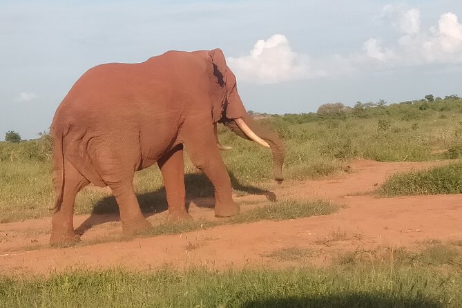 3 Days safari Tsavo East and Amboseli national park. - What the private format really adds