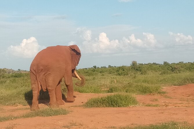 3 Days safari Tsavo East and Amboseli national park. - Meals, lodges, and the real value of $1,000