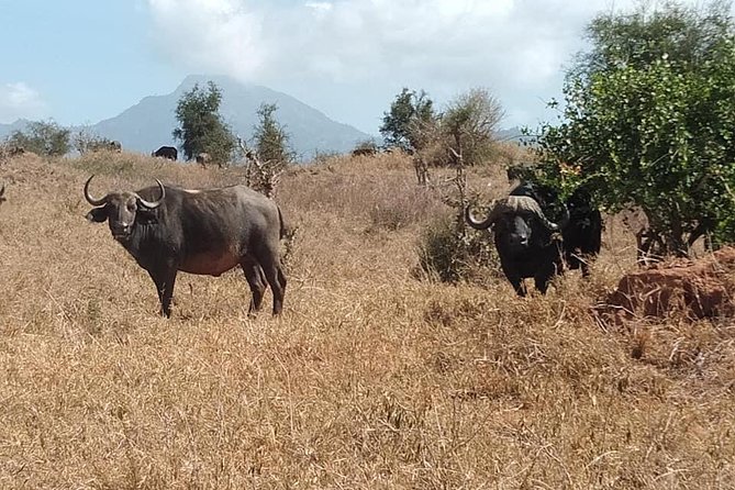 3 days safari Tsavo East and Taita hills (Saltlick lodge) - Why this safari works from the Mombasa coast