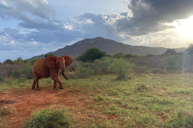 3 days safari Tsavo East and Taita hills (Saltlick lodge) - Day two: an early Tsavo drive and the move to Taita Hills