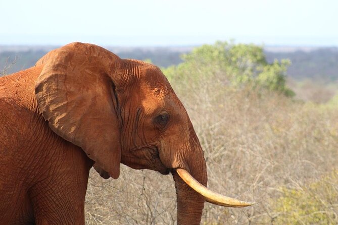 3 days safari Tsavo East and Taita hills (Saltlick lodge) - Day three: one last drive before returning to Mombasa