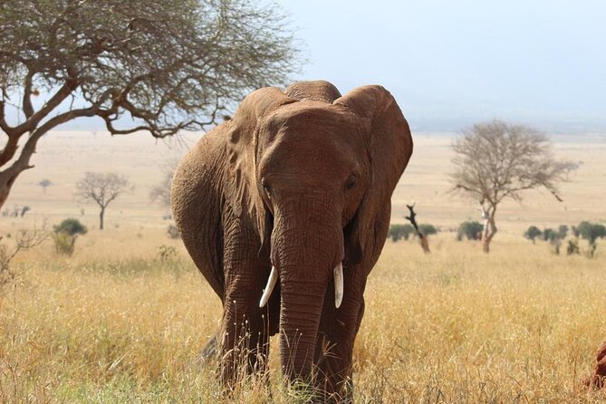 3 days safari Tsavo East and Taita hills (Saltlick lodge) - What the $900 price includes