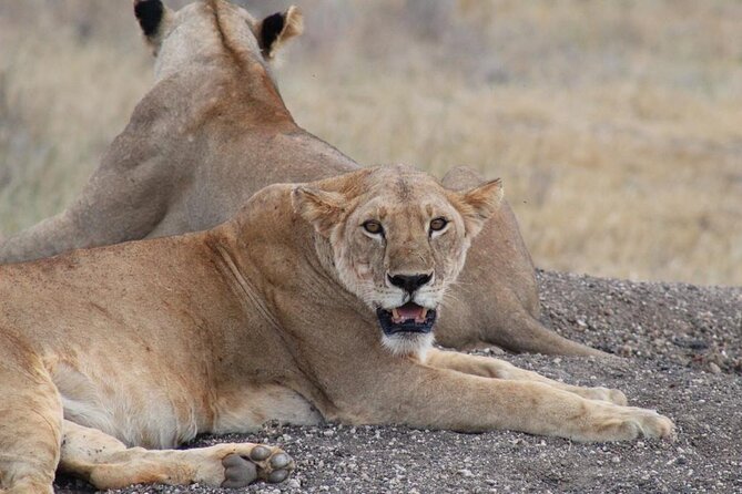 3 days safari Tsavo East and Taita hills (Saltlick lodge) - Who will enjoy this most