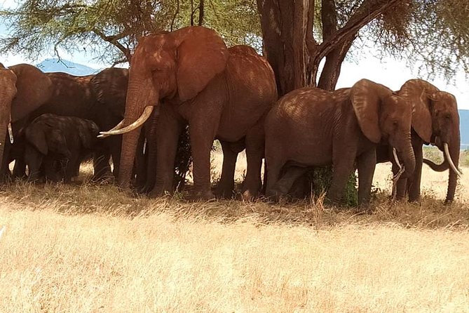 3 Days Safari Tsavo East and Taita Hills Saltlick Lodge - Tsavo East: red earth, elephants, and open game country