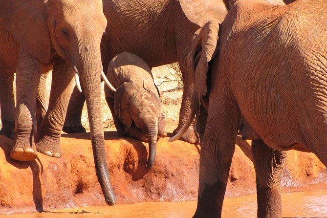 3 Days Tsavo East & Amboseli (2 Nights) - Why this safari works from Mombasa