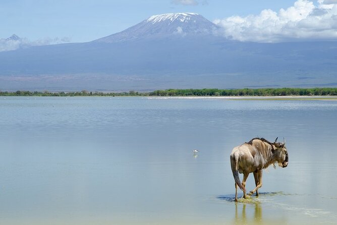 3 Days Tsavo East & Amboseli (2 Nights) - Private transport and the guide experience