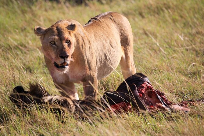 3 Days Tsavo East & Amboseli (2 Nights) - What the $1,051.95 price includes