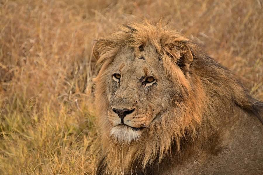 3 DAYS TSAVO EAST- AMBOSELI PARKS FROM MOMBASA/DIANI - Day two: the rough route to Amboseli