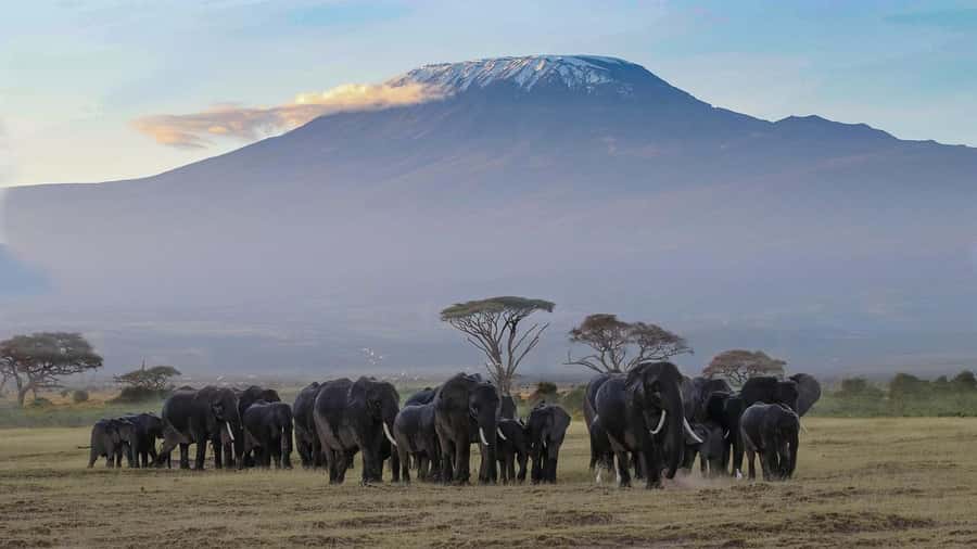 3 DAYS TSAVO EAST- AMBOSELI PARKS FROM MOMBASA/DIANI - Wildlife viewing and the role of your guide
