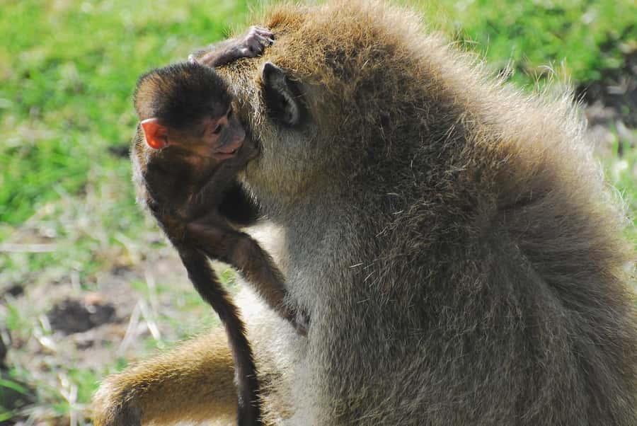 3 DAYS TSAVO EAST- AMBOSELI PARKS FROM MOMBASA/DIANI - What the $1,085 price really covers