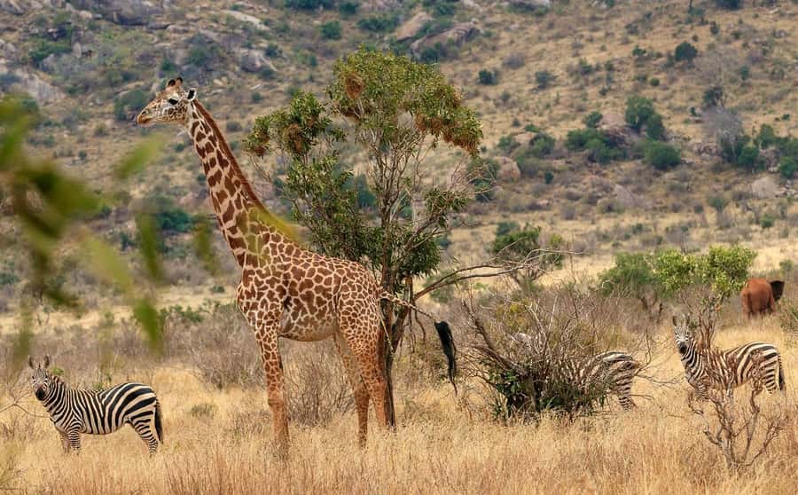 3 DAYS TSAVO EAST- AMBOSELI PARKS FROM MOMBASA/DIANI - Day one: Mombasa to Tsavo East