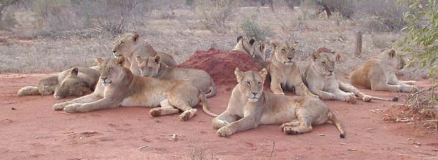 3 days Tsavo East and Amboseli safari from Diani/Mombasa - Key points to know before booking
