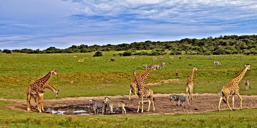 3 days Tsavo East and Saltlick safari from Diani/Mombasa - Why this three-day safari works from the coast