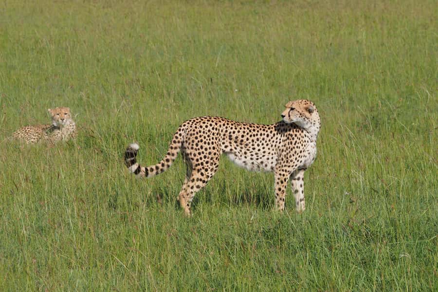 3 days Tsavo East and Saltlick safari from Diani/Mombasa - Lunch, a short rest, and an afternoon drive