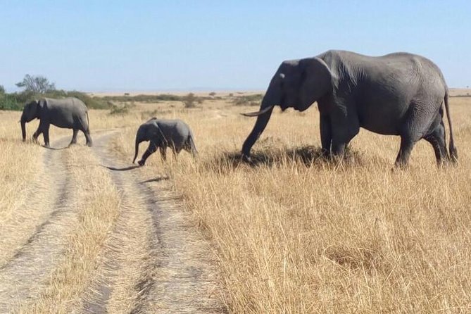3days/2nights group joining Masai Mara with Masai Village Visit - What $256 covers, and what it does not