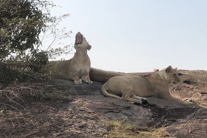 3days/2nights group joining Masai Mara with Masai Village Visit - Your first evening inside the reserve
