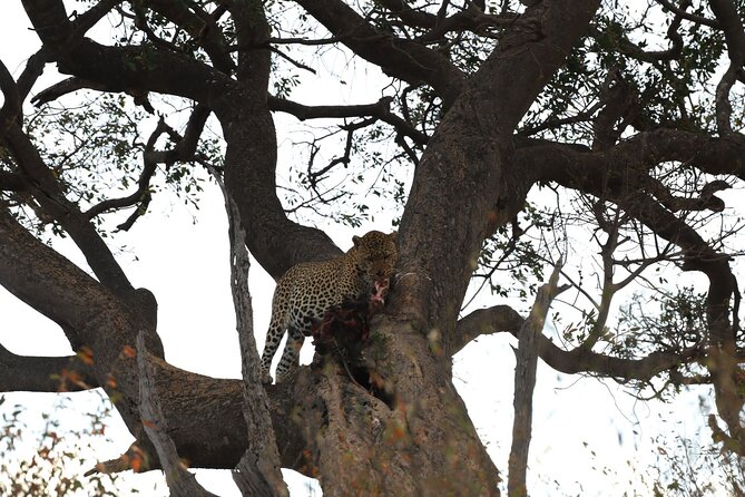 3days/2nights group joining Masai Mara with Masai Village Visit - The long wildlife day on the Mara