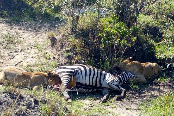 3Days 2nights Masai Mara group joining safari - Late afternoon arrival and the first Mara drive