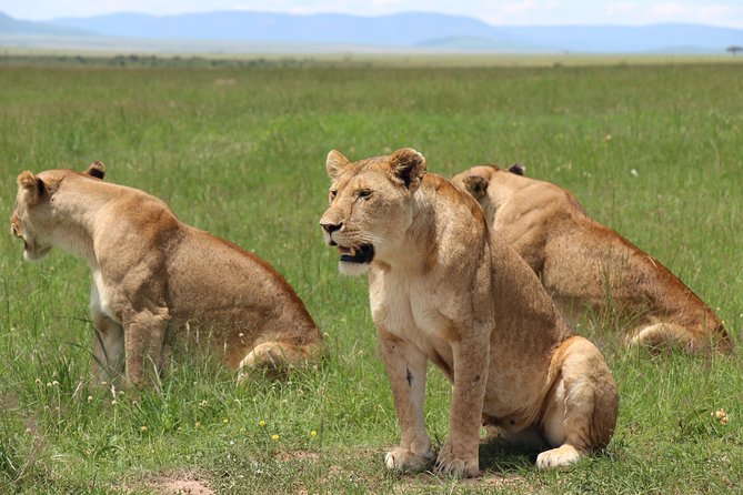 3days Masai Mara private safari with a 4x4 land cruiser Jeep - Why three days works for a first Masai Mara safari