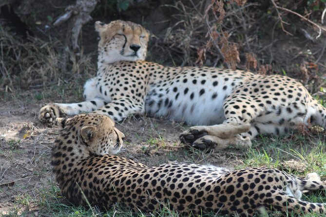 3days Masai Mara private safari with a 4x4 land cruiser Jeep - How the private Land Cruiser changes the experience