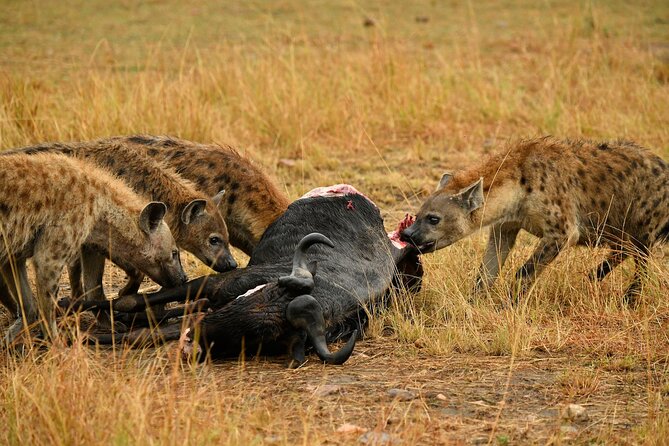 3days Masai Mara private safari with a 4x4 land cruiser Jeep - Meals, timing, and practical comfort