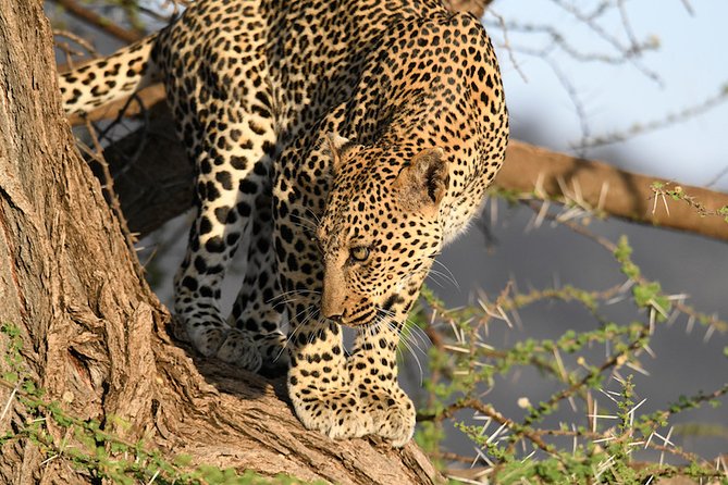 3days Masai Mara private safari with a 4x4 land cruiser Jeep - A full day on the 1,672-square-kilometer reserve