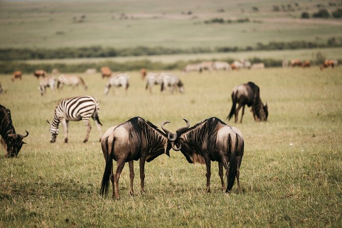 4-Day Maasai Mara and Lake Nakuru Safari from Nairobi - Day three: transferring to Lake Nakuru