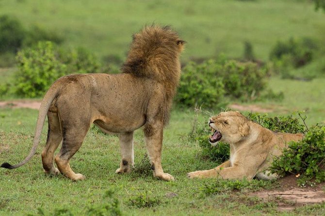 4-Day Maasai Mara and Lake Nakuru Safari from Nairobi - Vehicle, guide, and comfort on the road