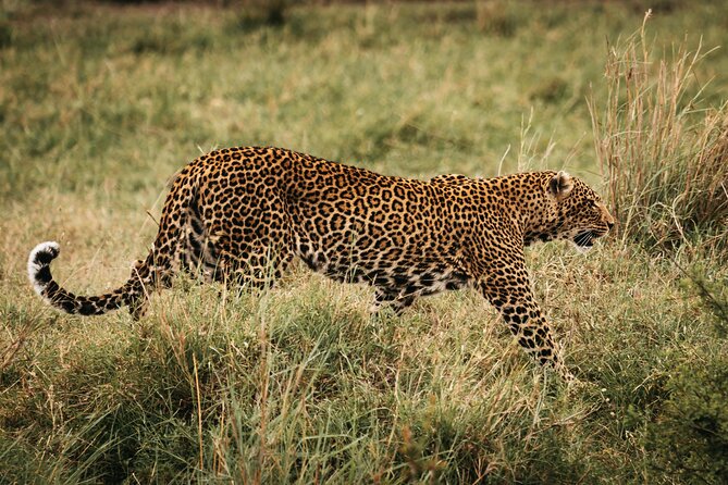 4-Day Maasai Mara and Lake Nakuru Safari from Nairobi - Day one: the Great Rift Valley and first Mara drive