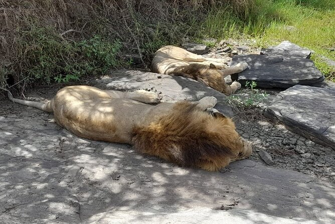 4-Day Masai Mara and Lake Nakuru Jeep Safari - Choosing your accommodation level