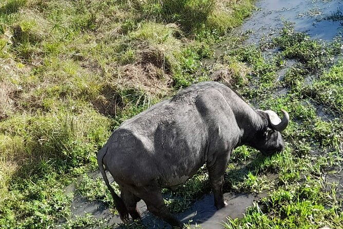 4-Day Masai Mara and Lake Nakuru Jeep Safari - Day 4: Rhinos, giraffes, and the Pink Lake