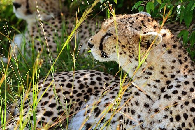 4-Day Masai Mara and Lake Nakuru Jeep Safari - Day 2: A full Maasai Mara game drive