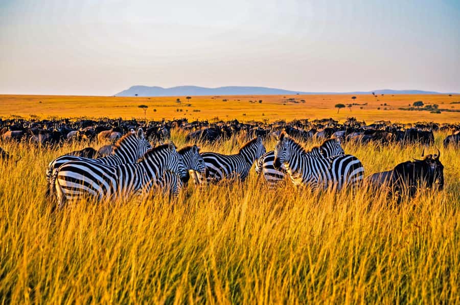 4-Day Masai Mara and Lake Nakuru Safari - Key points to know before booking
