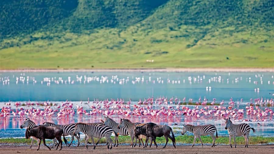 4-Day Masai Mara and Lake Nakuru Safari - Day 2: A full day across the Masai Mara