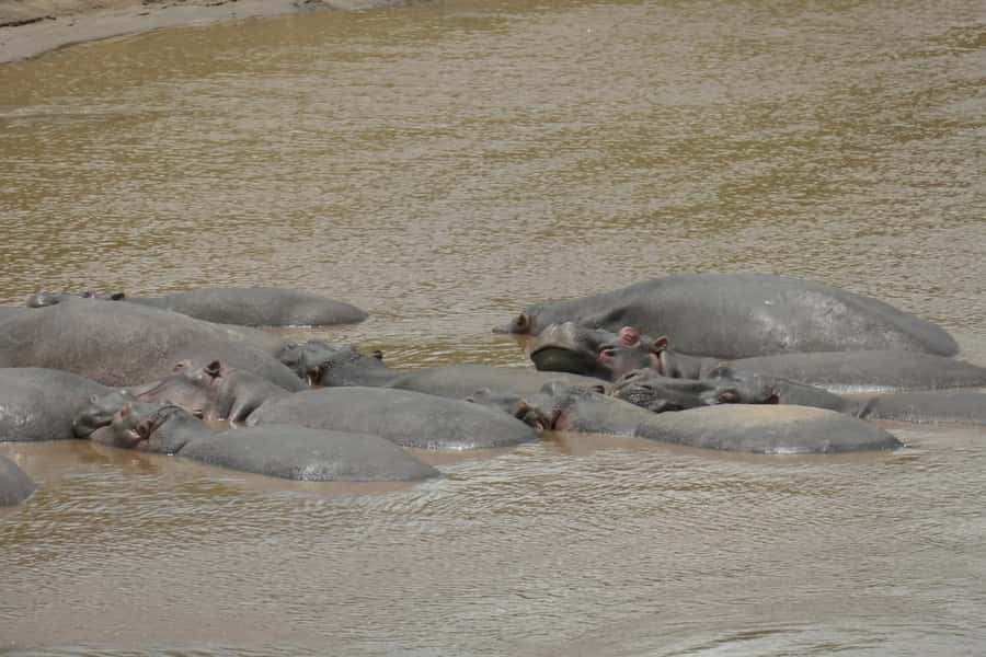 4-Day Masai Mara and Lake Nakuru Safari - Who should book this safari?