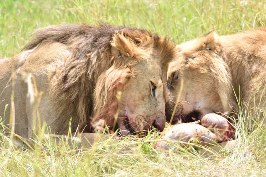 4-Day Masai Mara and Lake Nakuru Safari - Should you book the 4-day Masai Mara and Lake Nakuru safari?