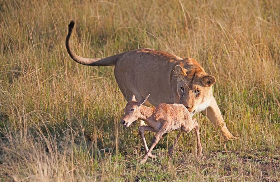 4-Day Masai Mara and Lake Nakuru Safari - Day 1: Nairobi to the Masai Mara by way of the Rift Valley