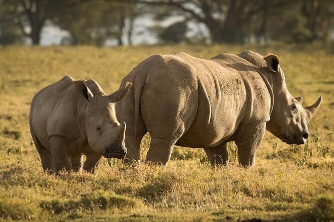 4-Day Masai Mara, L Naivasha and L Nakuru Safari - Day four: rhinos and birdlife at Lake Nakuru